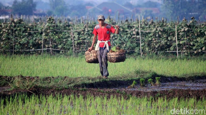 Detail Gambar Orang Di Sawah Nomer 14