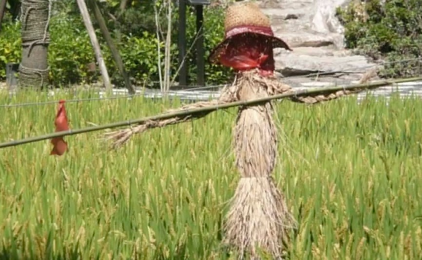 Detail Gambar Orang Di Sawah Nomer 50