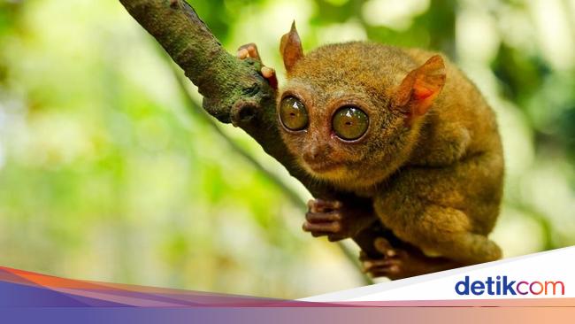 Detail Gambar Orang Hidup Didataran Tinggi Animasi Gambar Primata Animasi Nomer 21