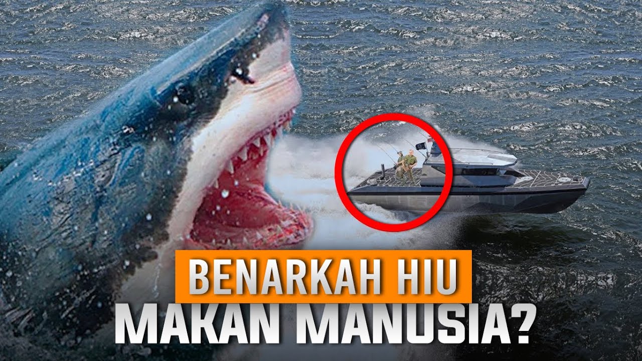 Detail Gambar Orang Ikan Hiu Nomer 18