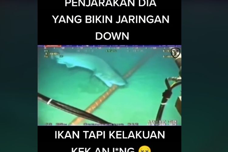 Detail Gambar Orang Ikan Hiu Nomer 45