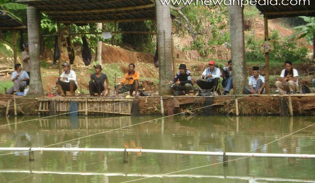 Detail Gambar Orang Mancing Di Kolam Nomer 7