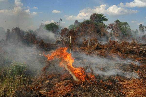 Detail Gambar Orang Membakar Hutan Nomer 17