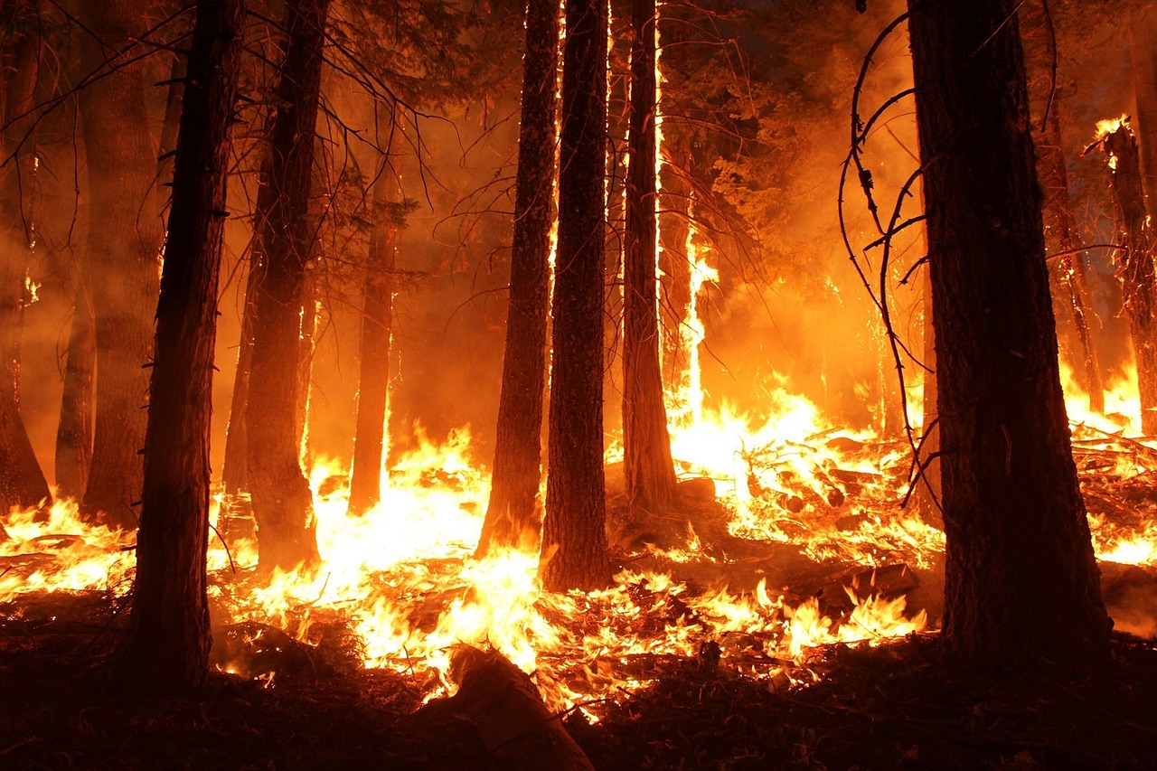 Detail Gambar Orang Membakar Hutan Nomer 22