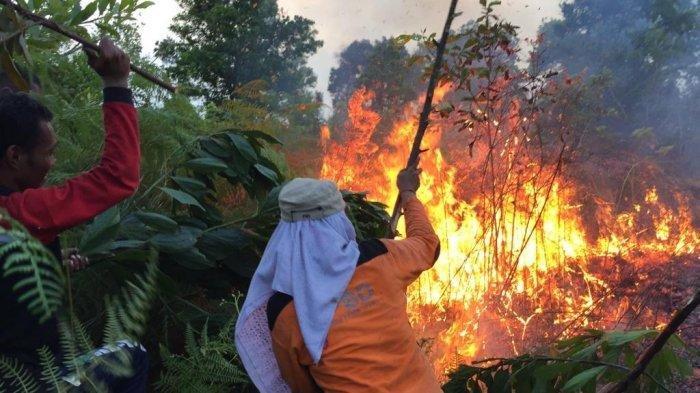 Detail Gambar Orang Membakar Hutan Nomer 23