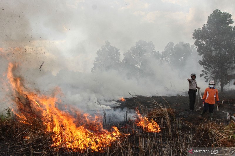Detail Gambar Orang Membakar Hutan Nomer 24