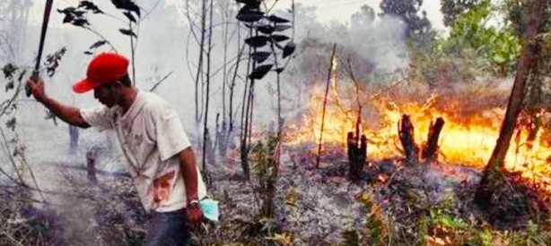 Detail Gambar Orang Membakar Hutan Nomer 25