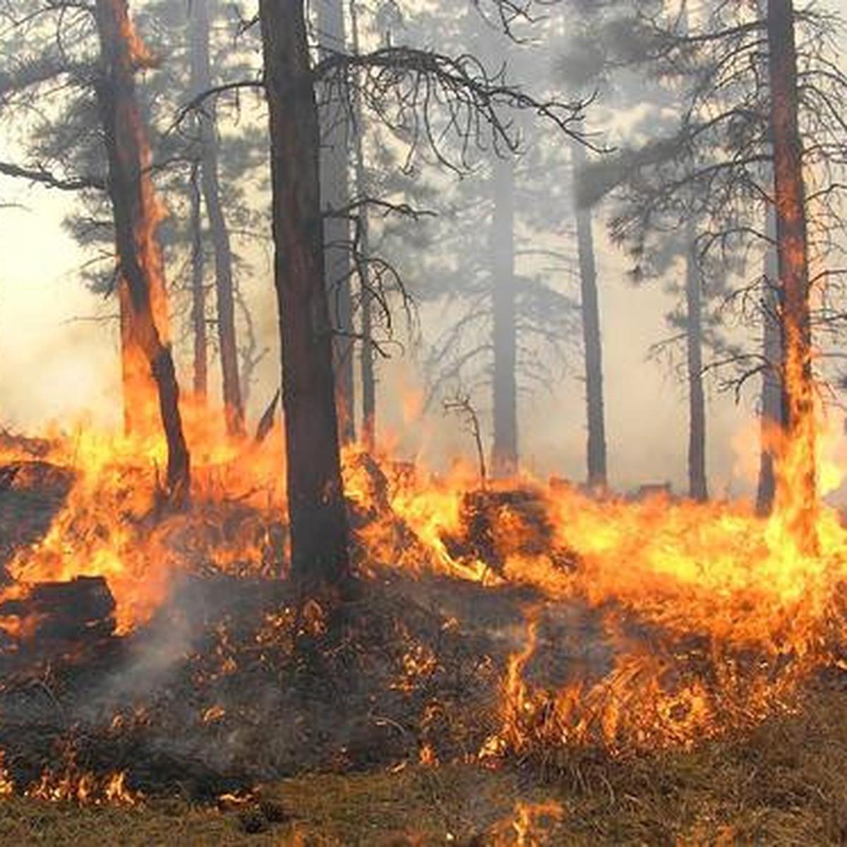 Detail Gambar Orang Membakar Hutan Nomer 41