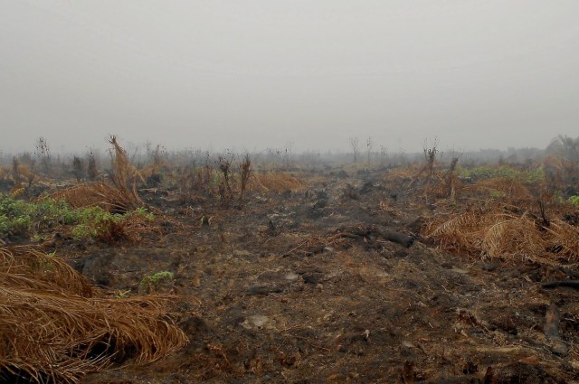 Detail Gambar Orang Membakar Hutan Nomer 42