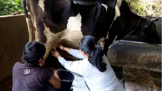 Gambar Orang Memerah Susu Sapi - KibrisPDR
