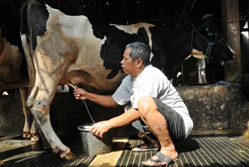 Detail Gambar Orang Memerah Susu Sapi Nomer 10