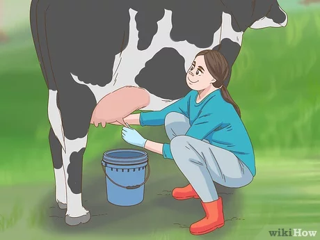 Detail Gambar Orang Memerah Susu Sapi Nomer 11