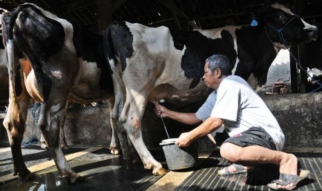 Detail Gambar Orang Memerah Susu Sapi Nomer 13