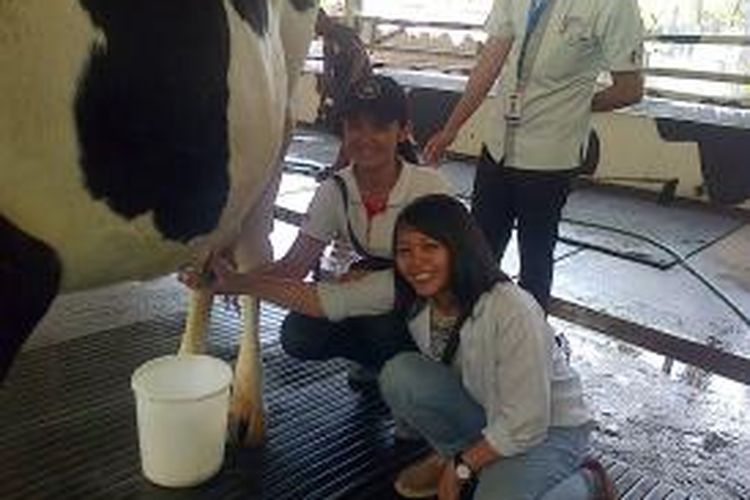 Detail Gambar Orang Memerah Susu Sapi Nomer 14