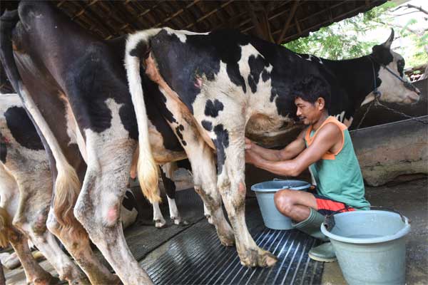Detail Gambar Orang Memerah Susu Sapi Nomer 16
