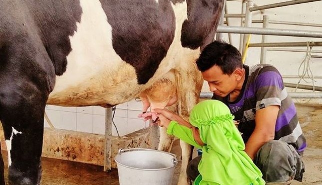 Detail Gambar Orang Memerah Susu Sapi Nomer 17