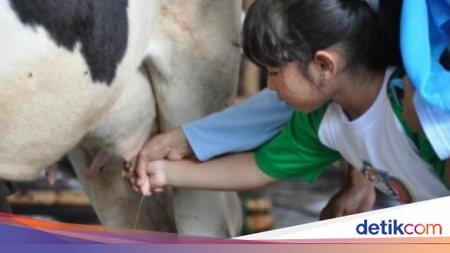 Detail Gambar Orang Memerah Susu Sapi Nomer 18