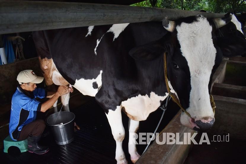 Detail Gambar Orang Memerah Susu Sapi Nomer 19