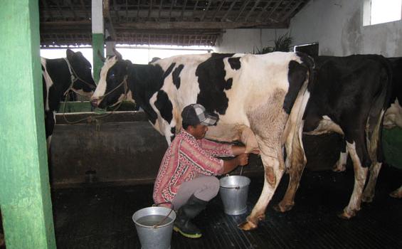 Detail Gambar Orang Memerah Susu Sapi Nomer 20