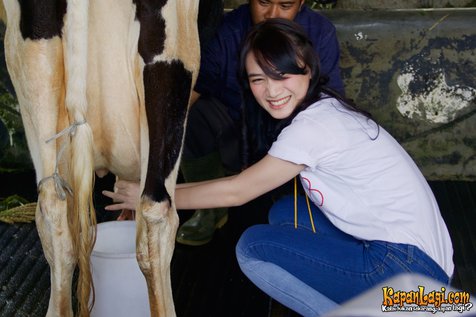 Detail Gambar Orang Memerah Susu Sapi Nomer 22