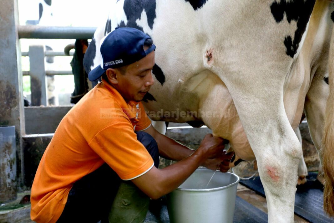 Detail Gambar Orang Memerah Susu Sapi Nomer 23