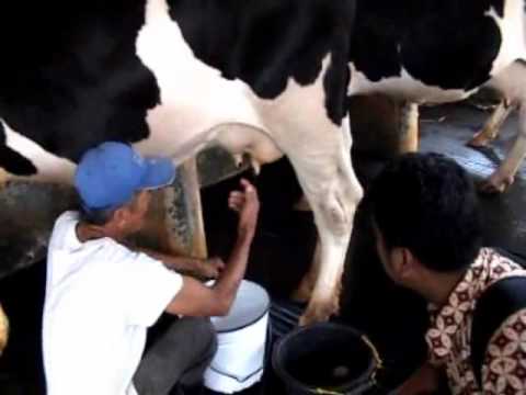 Detail Gambar Orang Memerah Susu Sapi Nomer 24