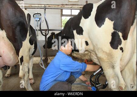 Detail Gambar Orang Memerah Susu Sapi Nomer 25