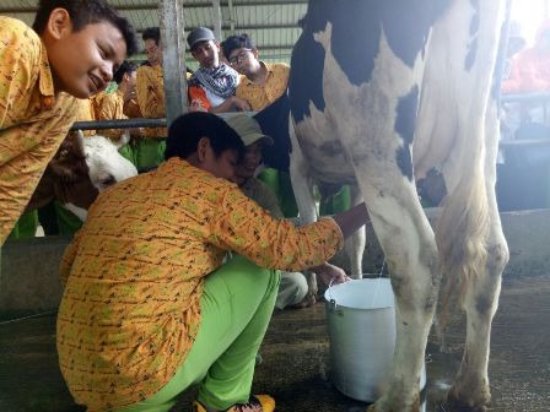 Detail Gambar Orang Memerah Susu Sapi Nomer 27