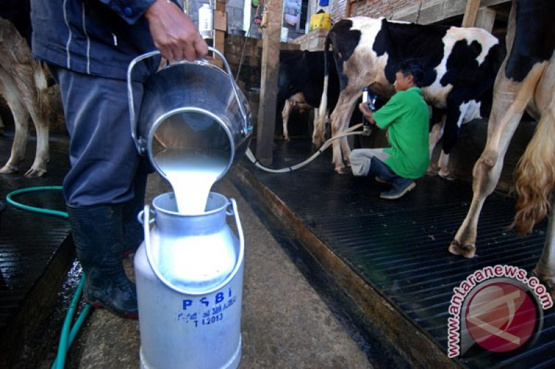 Detail Gambar Orang Memerah Susu Sapi Nomer 28