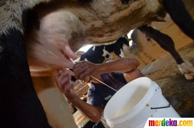 Detail Gambar Orang Memerah Susu Sapi Nomer 29