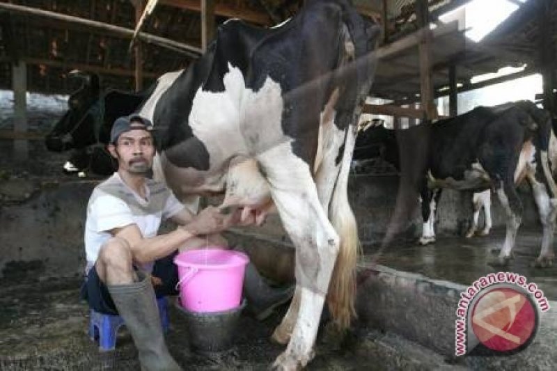 Detail Gambar Orang Memerah Susu Sapi Nomer 30