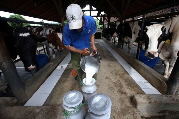 Detail Gambar Orang Memerah Susu Sapi Nomer 32