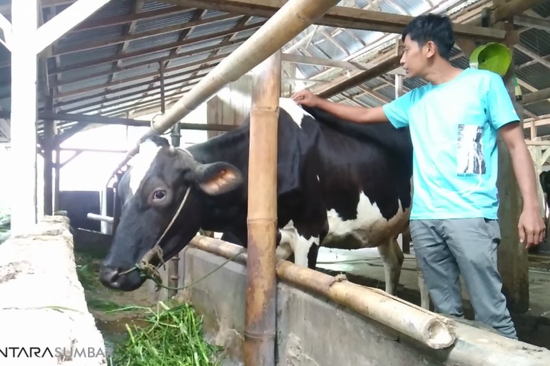 Detail Gambar Orang Memerah Susu Sapi Nomer 33