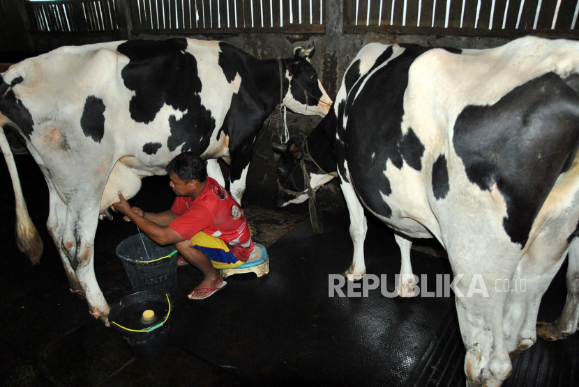 Detail Gambar Orang Memerah Susu Sapi Nomer 35