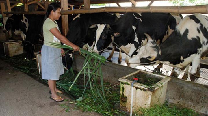 Detail Gambar Orang Memerah Susu Sapi Nomer 37
