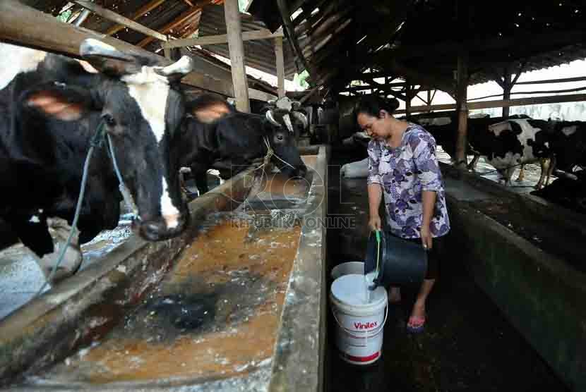 Detail Gambar Orang Memerah Susu Sapi Nomer 42