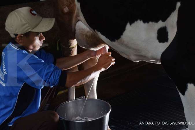 Detail Gambar Orang Memerah Susu Sapi Nomer 43