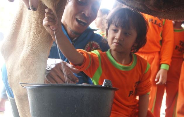 Detail Gambar Orang Memerah Susu Sapi Nomer 46