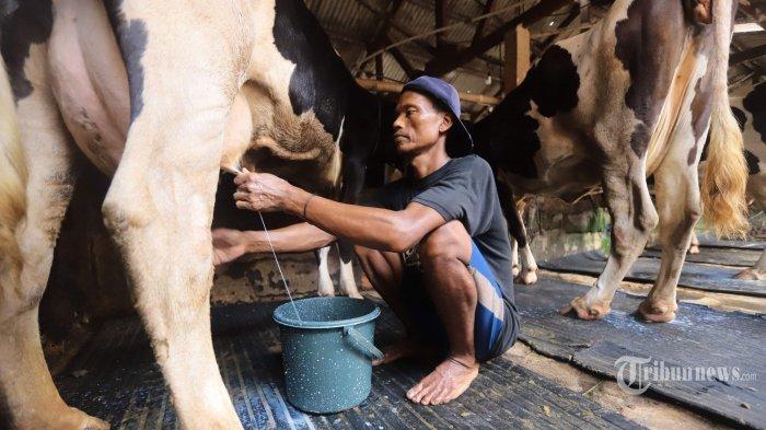 Detail Gambar Orang Memerah Susu Sapi Nomer 49