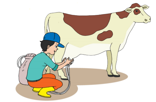 Detail Gambar Orang Memerah Susu Sapi Nomer 54
