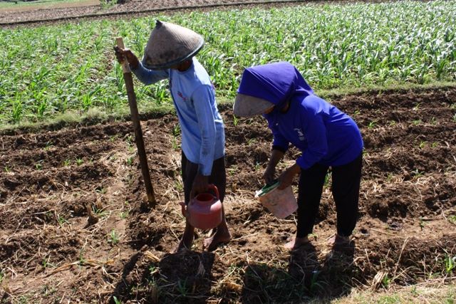 Detail Gambar Orang Menanam Jagung Nomer 2