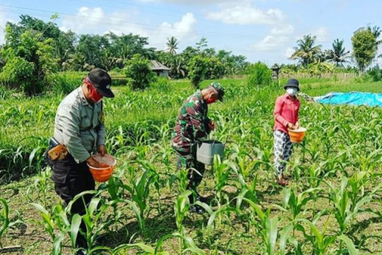 Detail Gambar Orang Menanam Jagung Nomer 13