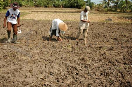 Detail Gambar Orang Menanam Jagung Nomer 18