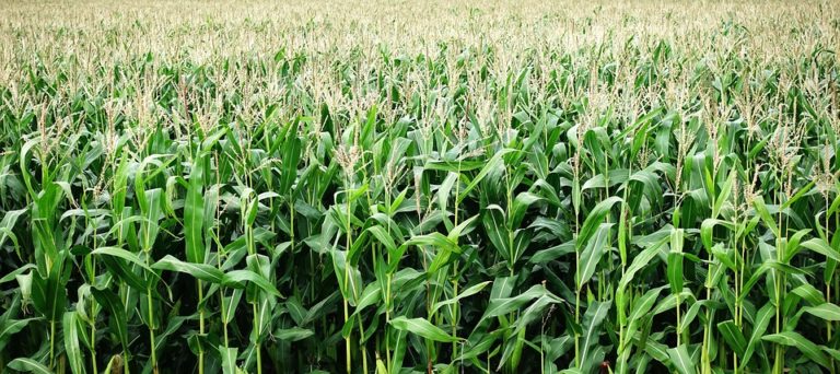 Detail Gambar Orang Menanam Jagung Nomer 20