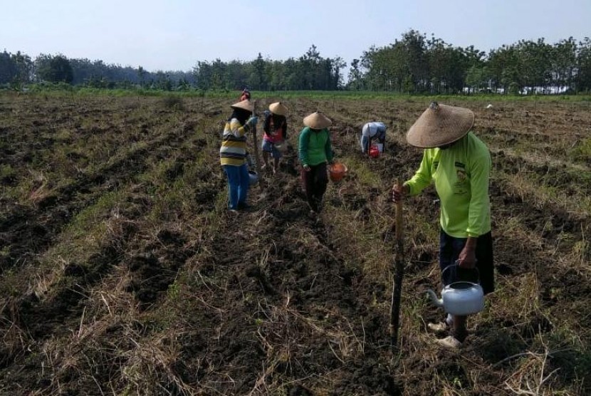 Detail Gambar Orang Menanam Jagung Nomer 21