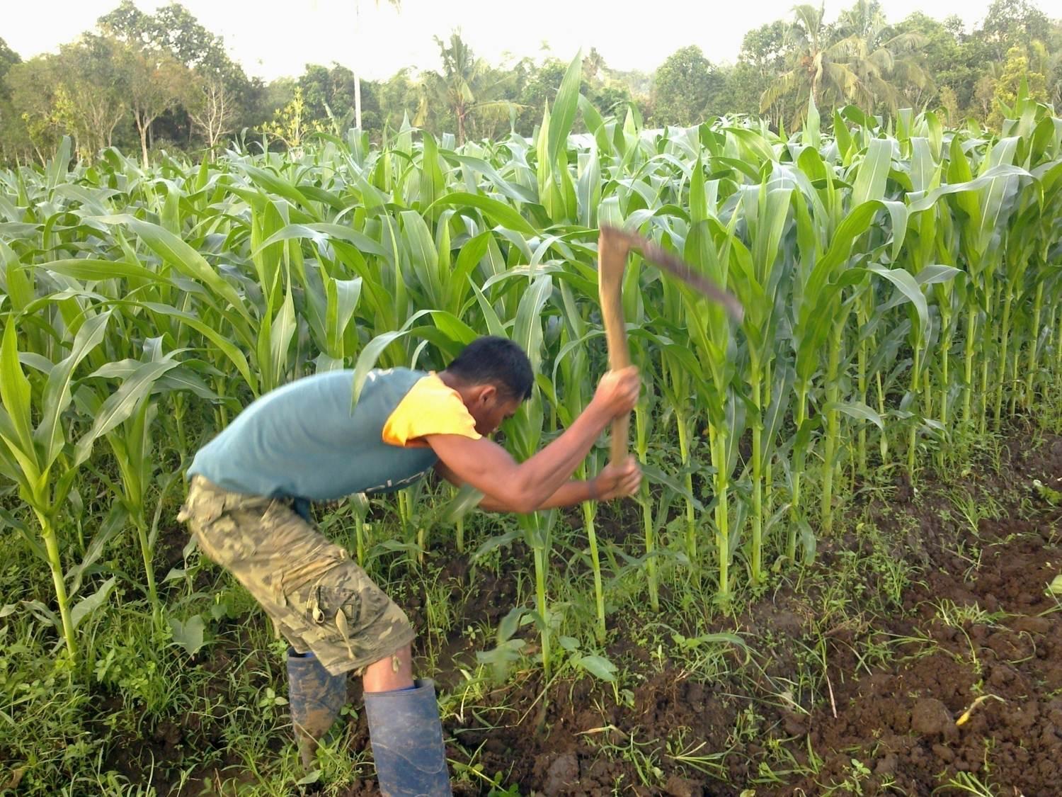 Detail Gambar Orang Menanam Jagung Nomer 26