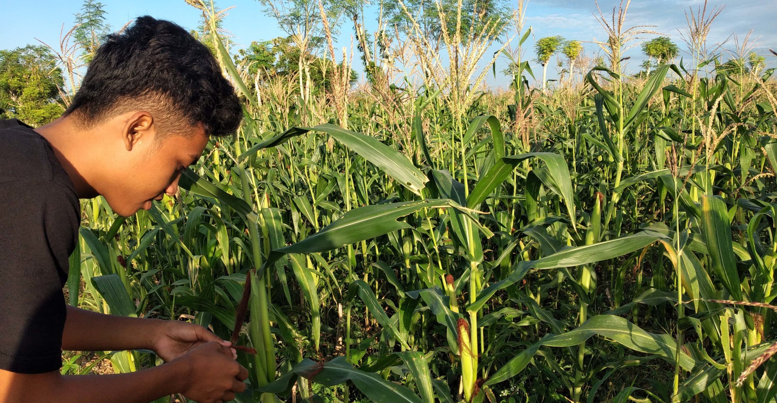 Detail Gambar Orang Menanam Jagung Nomer 28