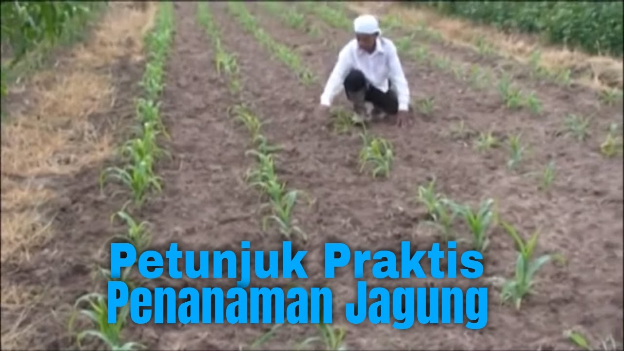 Detail Gambar Orang Menanam Jagung Nomer 32