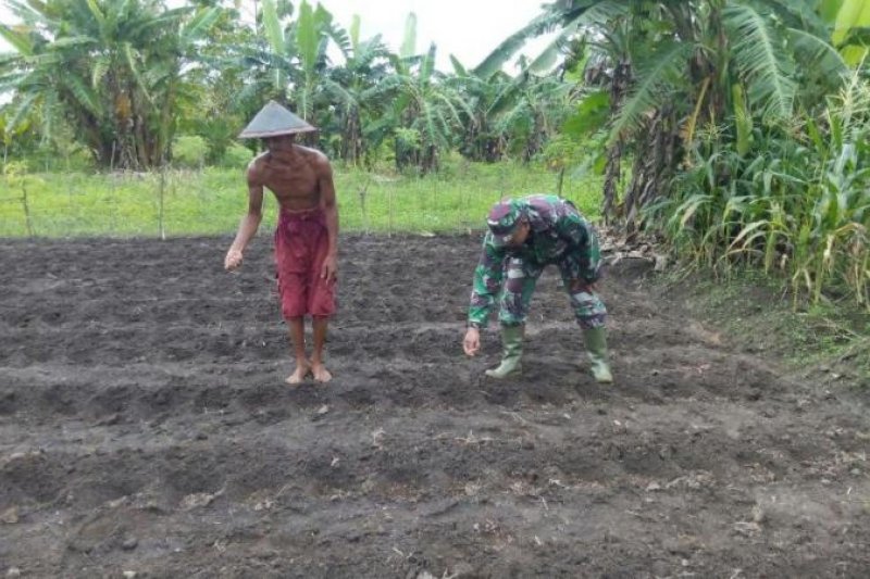 Detail Gambar Orang Menanam Jagung Nomer 37