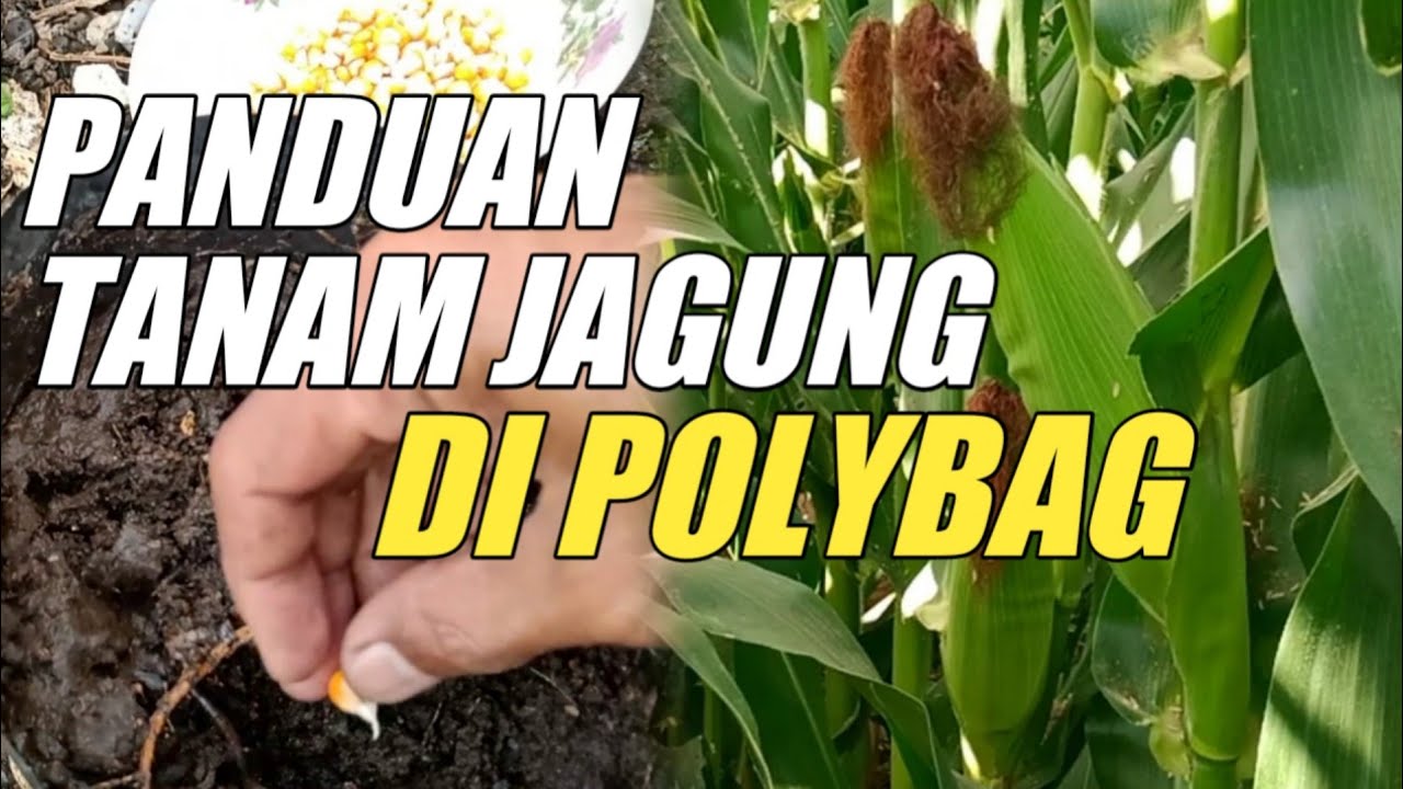 Detail Gambar Orang Menanam Jagung Nomer 43